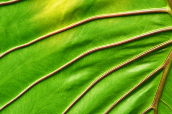 Foglia verde sfondo — Foto Stock