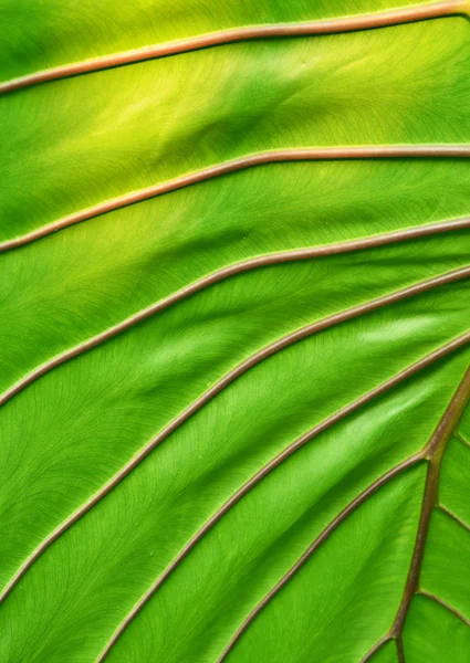 Folha verde grande — Fotografia de Stock