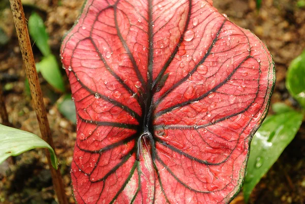 Kaladium liść — Zdjęcie stockowe