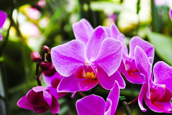 Hermosa orquídea púrpura — Foto de Stock