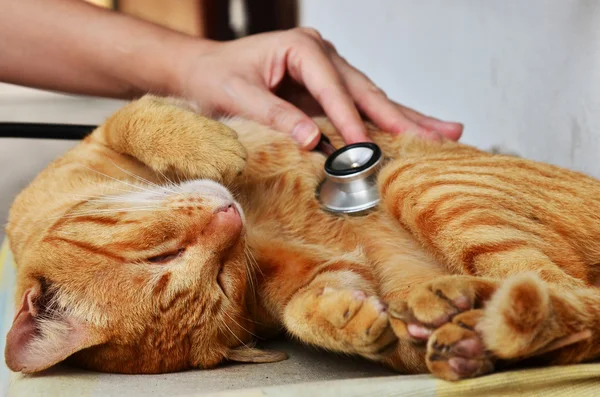 Cat at veterinarian — Stock Photo, Image