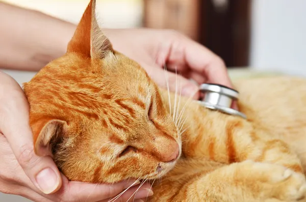 Ветеринар осматривает котенка — стоковое фото