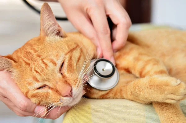 Ветеринар осматривает котенка — стоковое фото