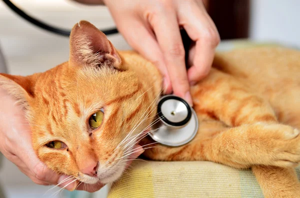 Un vétérinaire examine un chaton — Photo