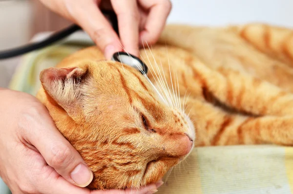 Veterinarian examining a kitten — Stock Photo, Image