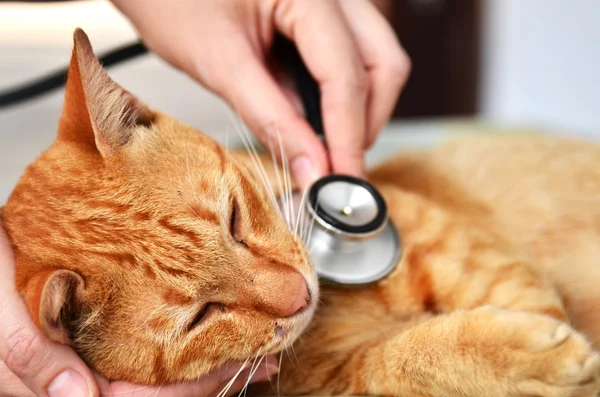 Un vétérinaire examine un chaton — Photo