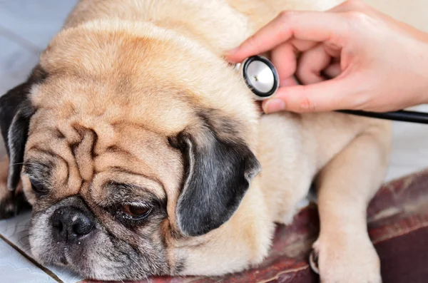 Söt mops hunden hos veterinären får en checkup — Stockfoto