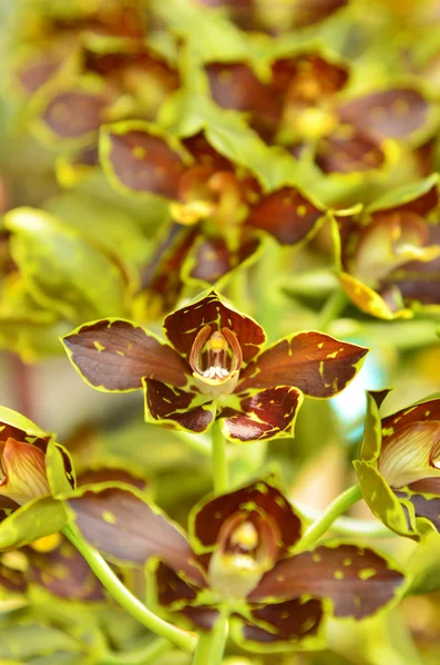 Orkidea kukkataustana — kuvapankkivalokuva