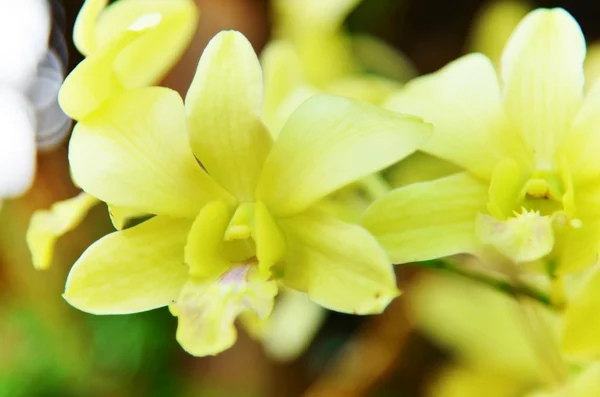 Žlutá orchidej — Stock fotografie