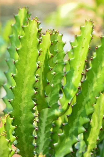 Grupper av gröna kaktus spirande. — Stockfoto