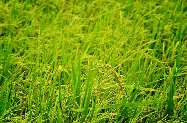 Rice — Stock Photo, Image