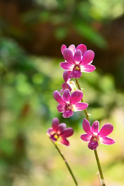Hermosas orquídeas — Foto de Stock