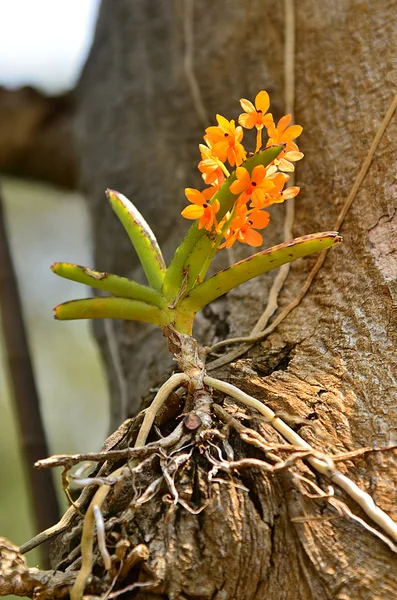 Orchidée comme fond floral — Photo