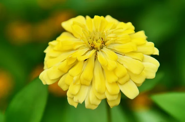 Krásný žlutý květ — Stock fotografie