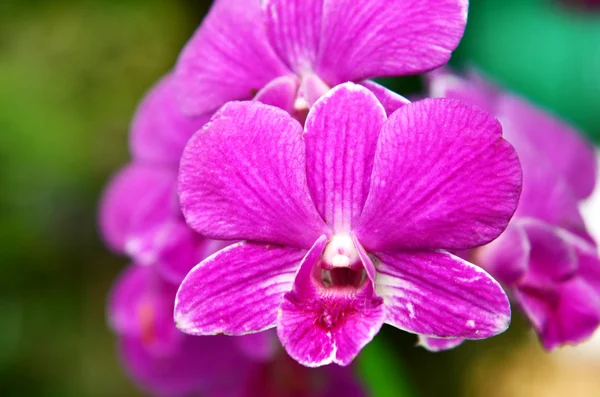 Hermosa orquídea púrpura — Foto de Stock