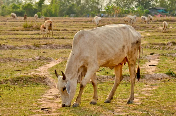 Pastoreo de vacas — Foto de Stock