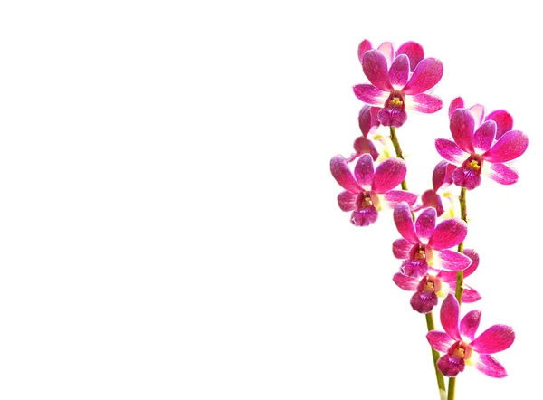 Pembe çizgili orkide çiçeği, izole. — Stok fotoğraf