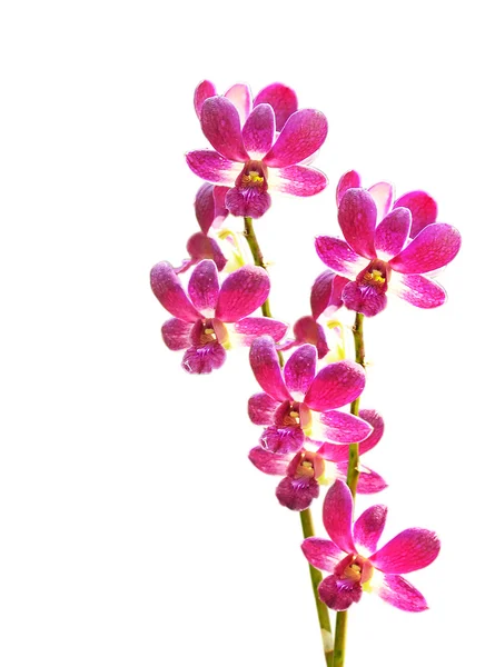 Roze gestreepte orchideebloem — Stockfoto