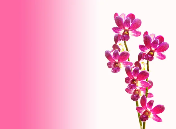 Rosa flor de orquídea rayada, aislada — Foto de Stock