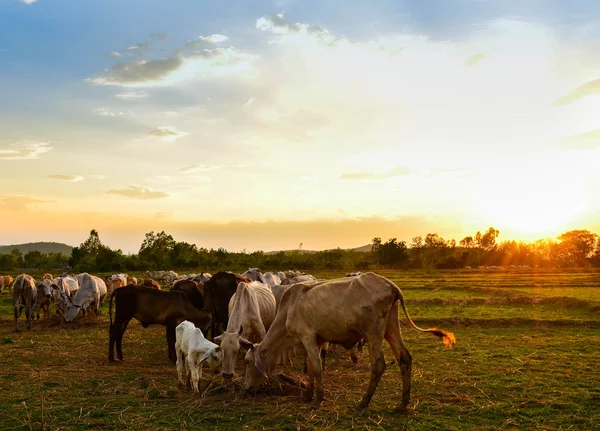 Pastoreo de vacas — Foto de Stock