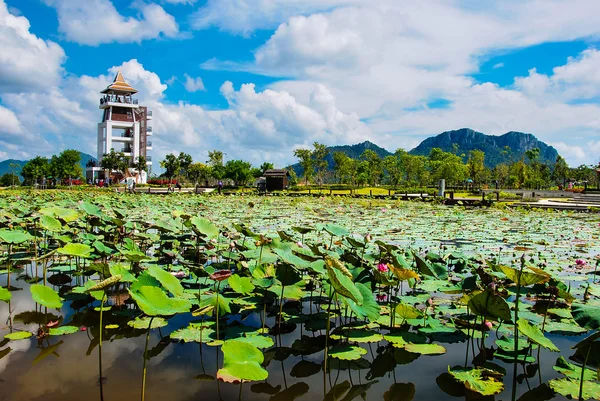 El gran estanque de flores de loto —  Fotos de Stock