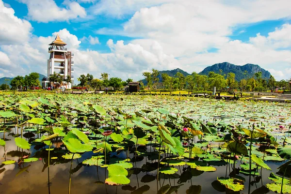 El gran estanque de flores de loto —  Fotos de Stock