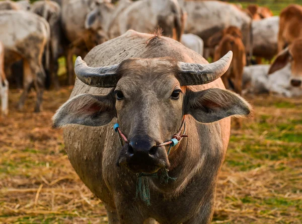 Búfalo asiático — Foto de Stock
