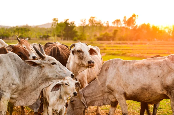 Pastoreo de vacas — Foto de Stock