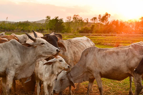 Cow grazing — Stock Photo, Image