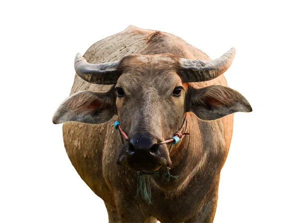 Buffalo isolerade — Stockfoto