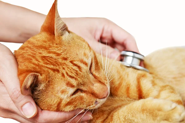 Veterinarian examining a kitten — Stock Photo, Image