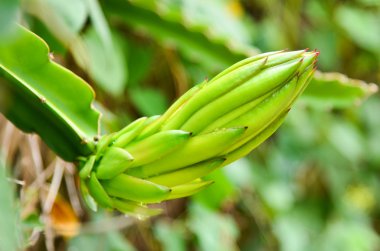 ejderha meyve ağacı.