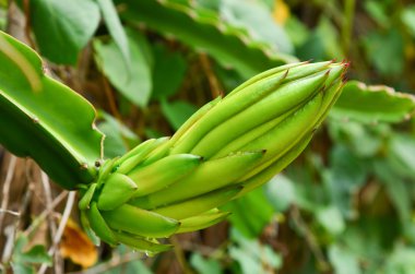 ejderha meyve ağacı.