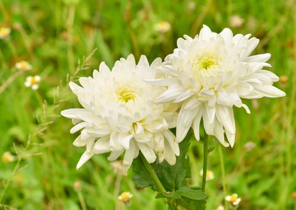 Spring Flower — Stock Photo, Image