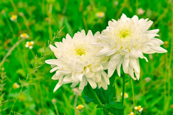 Spring Flower — Stock Photo, Image