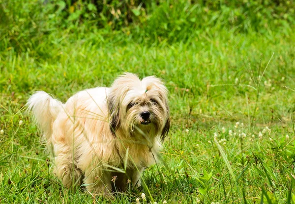 Hund i græsset - Stock-foto