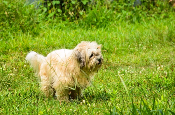 Hund i græsset - Stock-foto