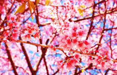 Tay sakura ağacı Tay sakura ağacı dalları