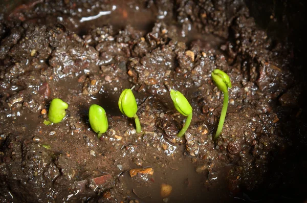 Krok pěstování tamarindu výhonek. — Stock fotografie
