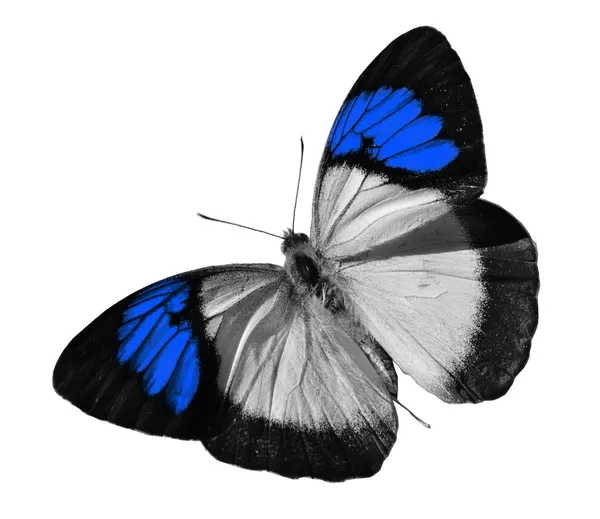 Papillon bleu — Photo