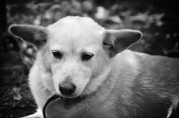 Thailandsk hund - Stock-foto