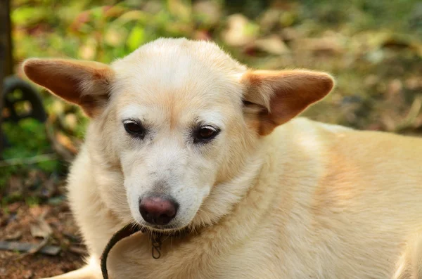 Thailandsk hund - Stock-foto