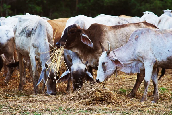 Koeien grazen in weiland — Stockfoto
