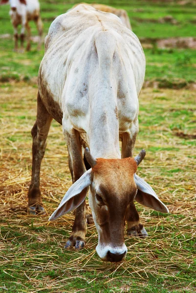 Koe grazen — Stockfoto