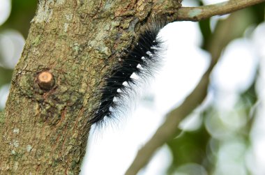 Black Caterpillar
