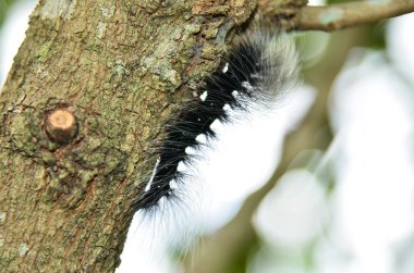 Black Caterpillar