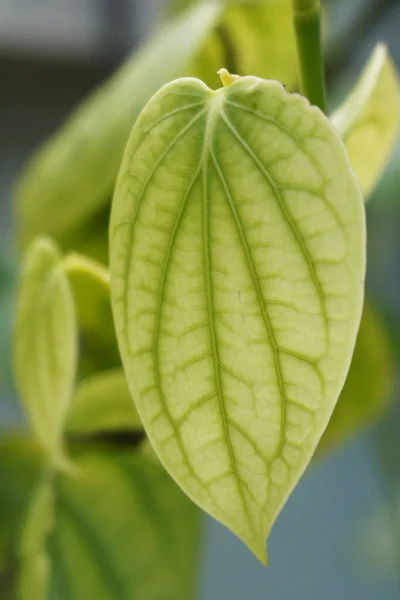 Verse Peper Blad Plant — Stockfoto