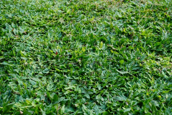 Green Grass Texture Background Top View — Stock Photo, Image