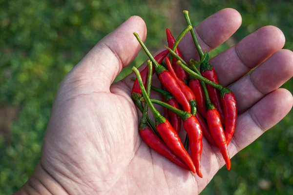 Rode Hete Verse Chili Pepers Handen Biologische Groenten — Stockfoto