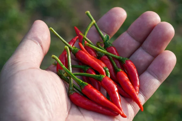 Piros Forró Friss Chili Paprika Kezében Bio Zöldségek — Stock Fotó